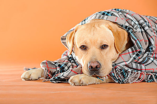 黄色拉布拉多犬,卧,花格布,毯子