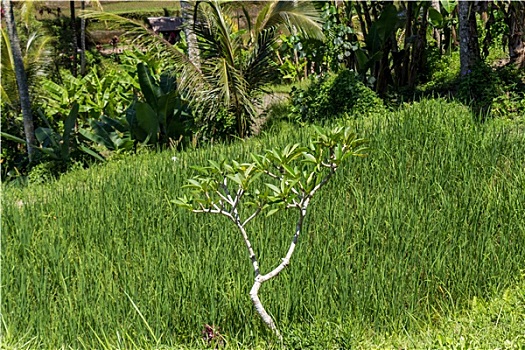 植被,巴厘岛