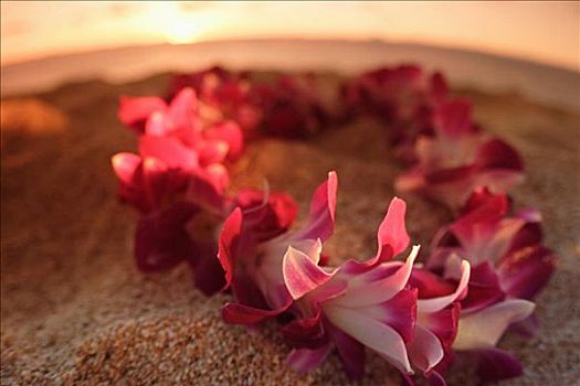 夏威夷,瓦胡岛,北岸,特写,花环,休息,湿,沙子,海滩,日落