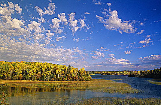湖,木,芦苇,苏人,安大略省,加拿大