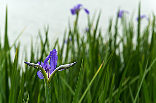 紫色的花湖泊绿叶