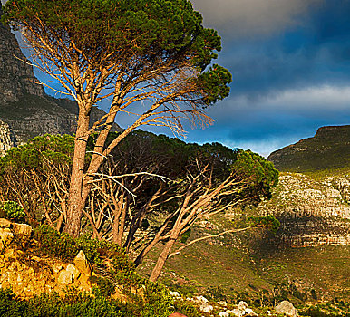 模糊,南非,开普敦,全景,桌山,树,自然,云