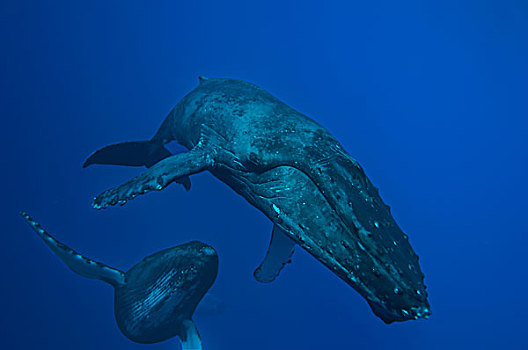 驼背鲸,大翅鲸属,鲸鱼,女性,护从,仰视,毛伊岛,夏威夷,提示,照相