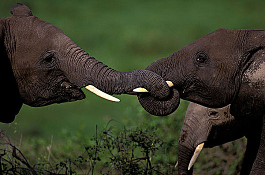 非洲,肯尼亚,安波塞利国家公园,非洲象,一对,交织,象鼻