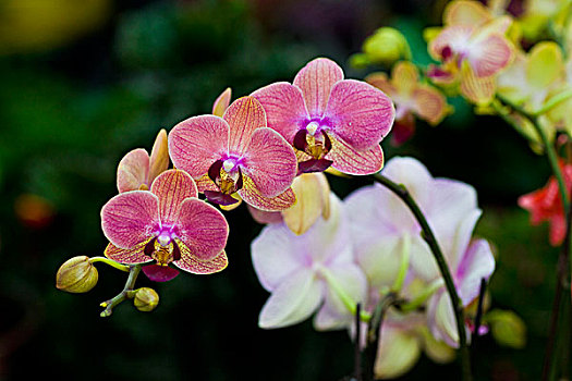 花卉,微距,特写,美丽,漂亮,诱惑,花朵,生机,鲜艳,艳丽,蝴蝶兰,兰花