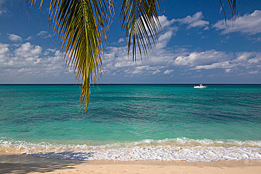 棕榈树,海滩,大开曼岛,开曼群岛,西印度群岛