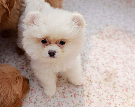 毛绒绒白色可爱的宠物小狗