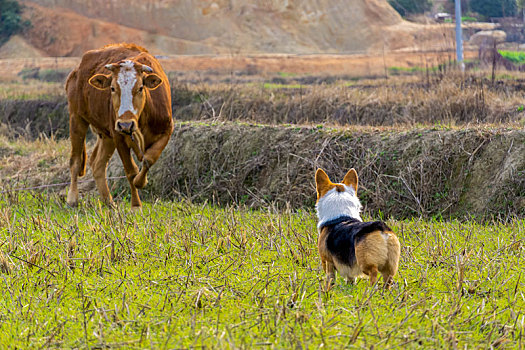 牧牛犬柯基和牛