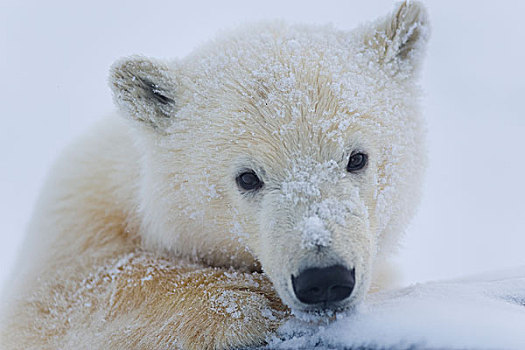 特写,北极熊,区域,北极圈,国家野生动植物保护区,北极,阿拉斯加,秋天