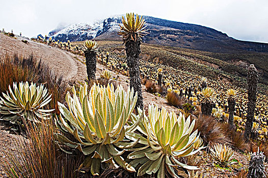 南美,哥伦比亚,国家公园,植物