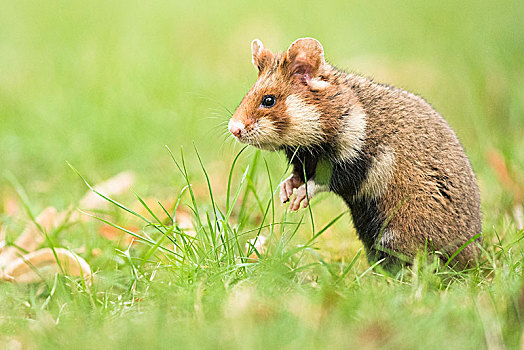 欧洲,仓鼠,原仓鼠属,站立,下奥地利州,奥地利