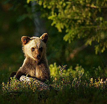 年轻,褐色,熊,芬兰,欧洲