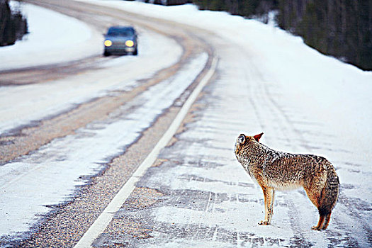 丛林狼,犬属,道路,交通,艾伯塔省,加拿大