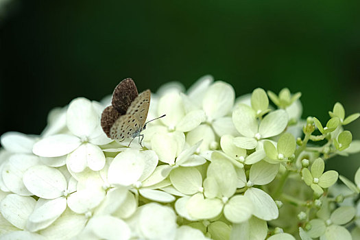 蝴蝶与绣球花