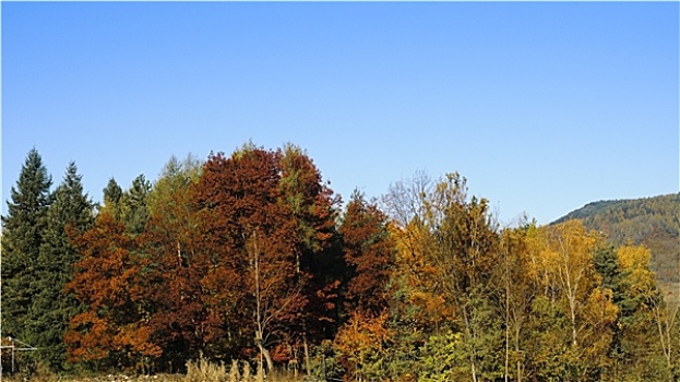 树梢,秋天,蓝天