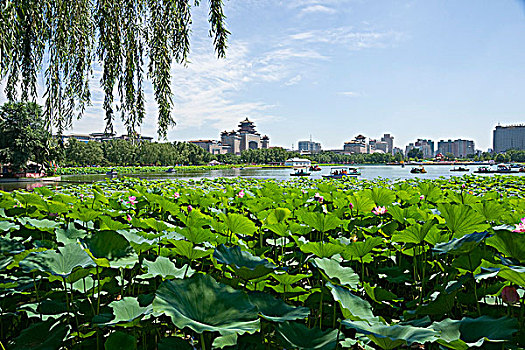 北京西客站莲花池公园内的荷花塘荷花