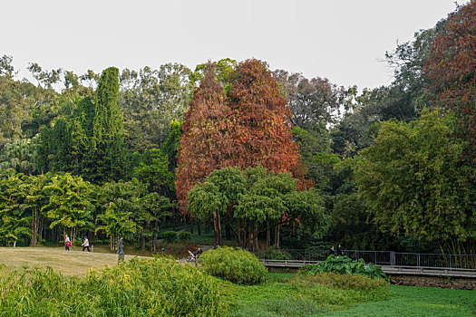 羊城广州天河公园冬天美丽的水杉