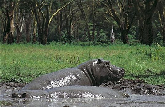 河马,浴,哺乳动物,恩戈罗恩戈罗火山口,坦桑尼亚,非洲,动物