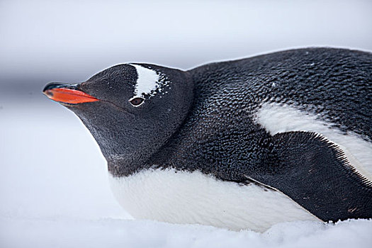 南极,南设得兰群岛,巴布亚企鹅,休息,雪中,欺骗岛