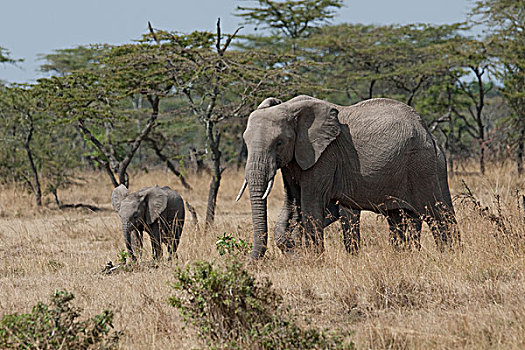 大象,肯尼亚,非洲