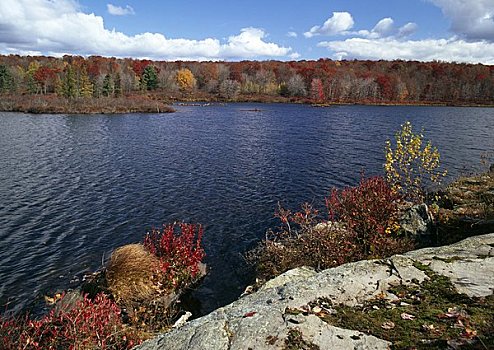 秋天,树,植物,水塘,宾夕法尼亚,美国