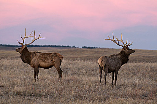 公麋鹿,北美马鹿,鹿属,日落,高,草地,卡斯特州立公园,南达科他