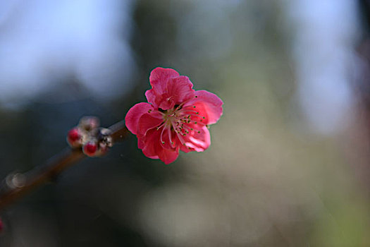 花枝俏