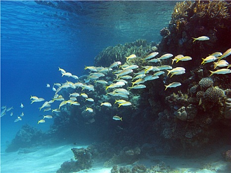 珊瑚礁,异域风情,鱼