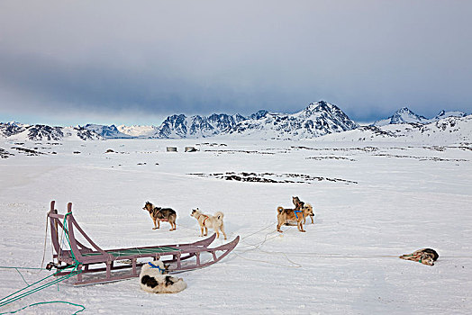 冬季风景,爱斯基摩犬,休息,冰