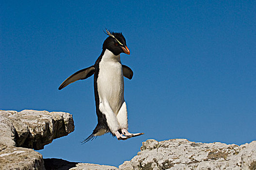 凤冠企鹅,南跳岩企鹅,跳跃,鹅卵石,岛屿,福克兰群岛