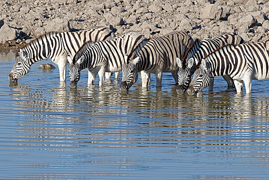 牧群,斑马,马,站在水中,喝,水坑,埃托沙国家公园,纳米比亚,非洲
