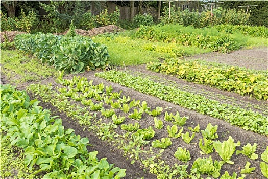 有机蔬菜,花园