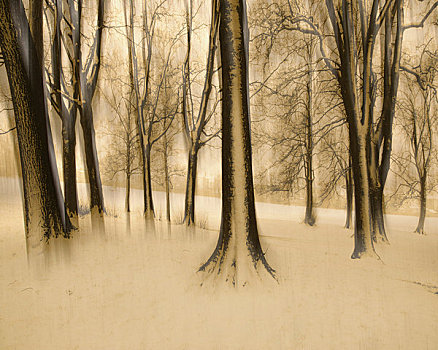 树,积雪,树林,公园,格洛斯特郡,英格兰