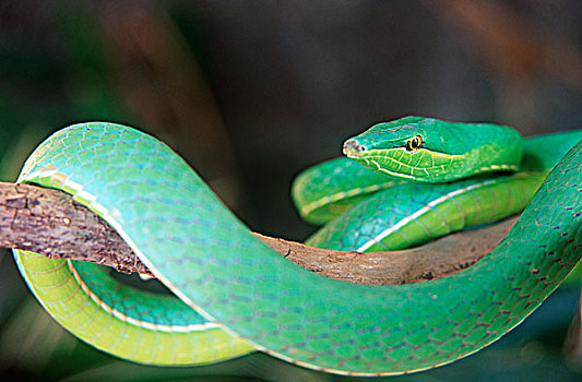 哥斯达黎加,绿色,鹦鹉,蛇