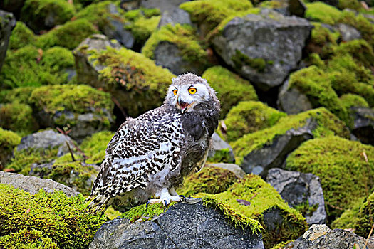 雪鹄,雪鸮,雏鸟,叫,俘获,莱茵兰普法尔茨州,德国,欧洲