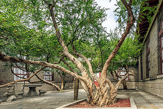 中式古建筑四合院内的老石榴树,济南市五龙潭公园