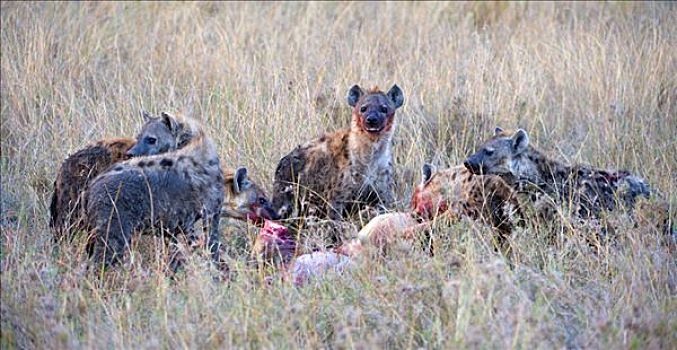 斑点土狼,斑鬣狗,捕食,肯尼亚,东非