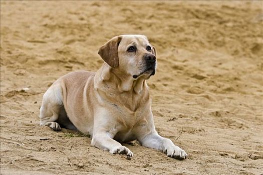 拉布拉多犬,卧,沙子