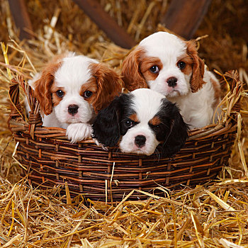 查尔斯王犬,三个,小狗,三种颜色,布伦海姆,7星期大,卧,柳条篮,稻草