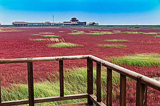 红海滩,碱蓬草,盘锦市,辽宁省,湿地