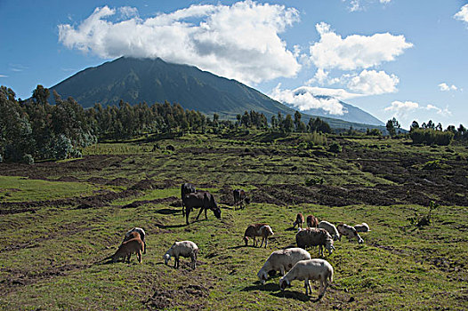 家牛,多,家羊,绵羊,成群,放牧,维龙加山,国家,卢旺达
