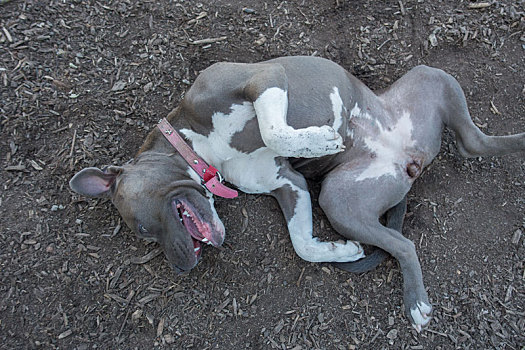 玩耍的比特斗牛犬