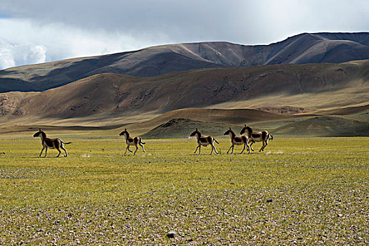 西藏阿里地区西藏野驴