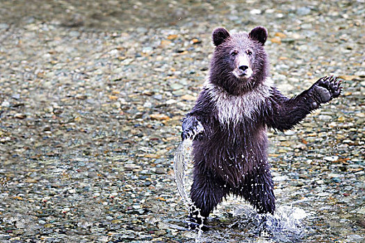 年轻,大灰熊,幼兽,站立,后腿,阿拉斯加,美国