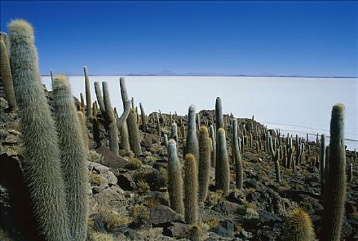 仙人掌,盐磐,背景,盐湖,乌尤尼,玻利维亚