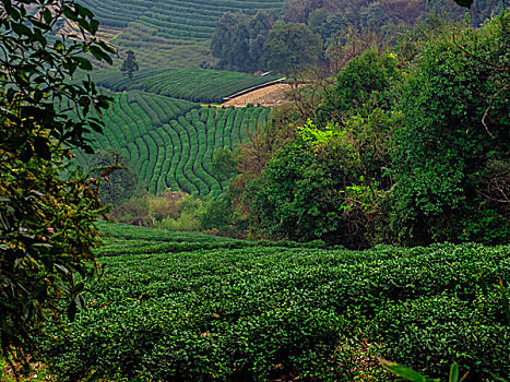 龙坞茶山