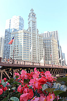 花,桥,里格利大厦,背景,芝加哥,伊利诺斯,美国,北美