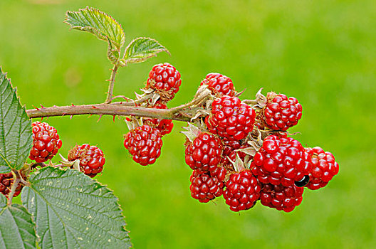 黑莓,枝条,水果,北莱茵-威斯特伐利亚,德国,欧洲
