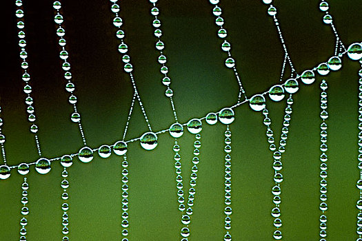 露珠,蜘蛛网,安大略省,加拿大