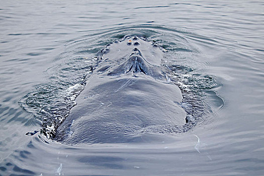 驼背,鲸,平面,海洋,不列颠哥伦比亚省,加拿大